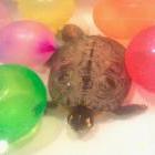 Mi tortuga Azul!!!=)
